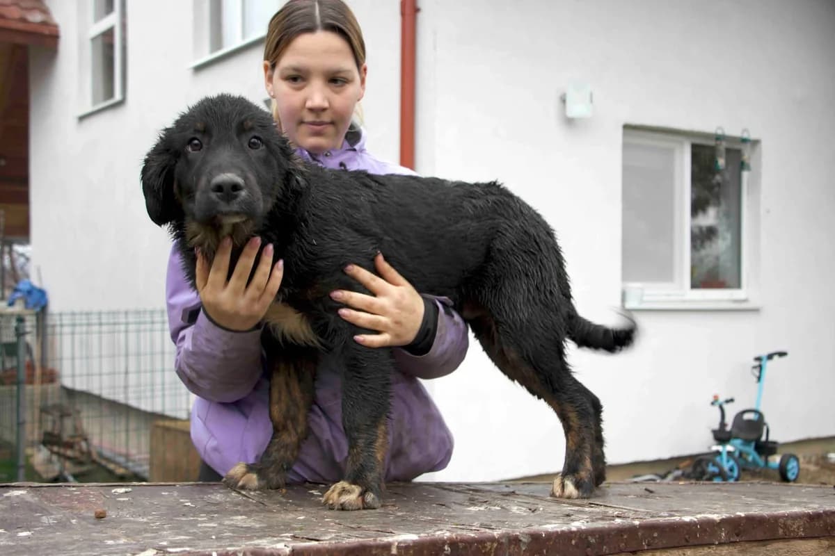 Smokey, schwarz male puppy Mixed Breed for adoption at Ein Herz für Streuner e.V., München