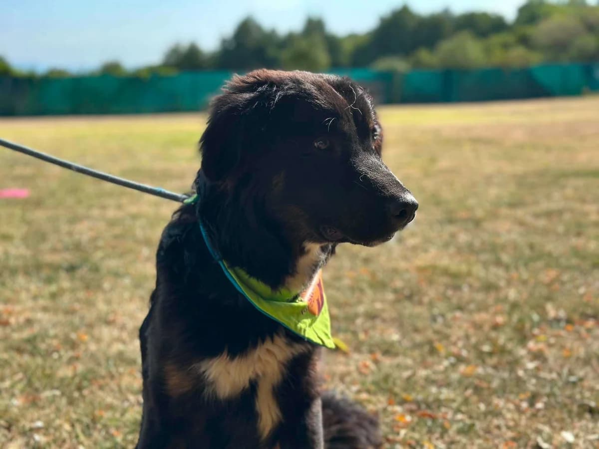 Smokey, schwarz male young Mixed Breed for adoption at Ein Herz für Streuner e.V., München