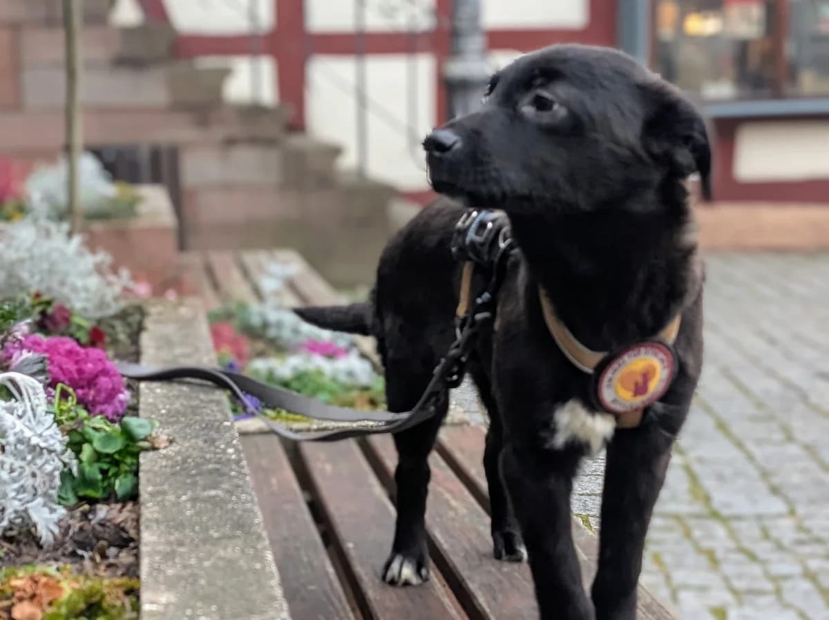 Smoky, male puppy Mixed Breed for adoption at Ein Herz für Streuner e.V., München