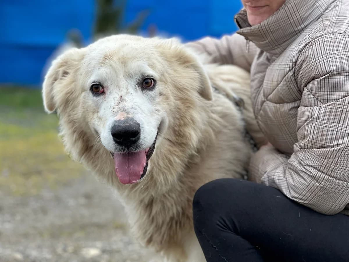 Smoky, creme male 7yo Mixed Breed for adoption at Ein Herz für Streuner e.V., München