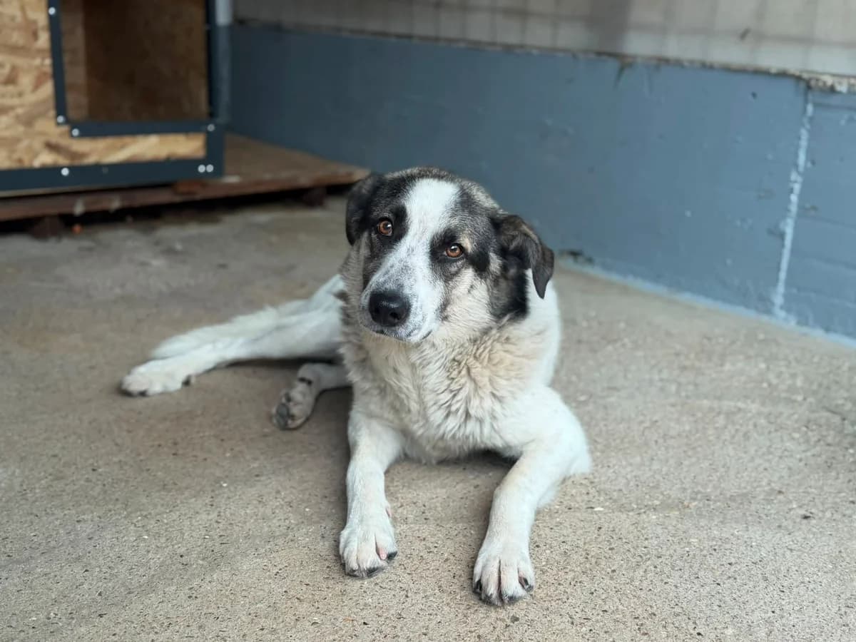 Smudo, weiß male 4yo Mixed Breed for adoption at Ein Herz für Streuner e.V., München