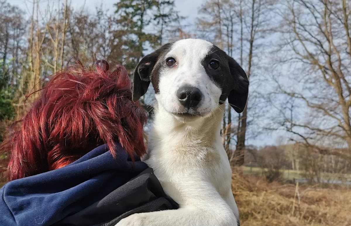 Smutje, male puppy Mixed Breed for adoption at Ein Herz für Streuner e.V., München