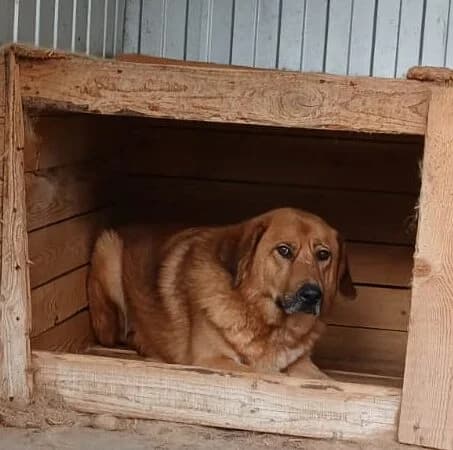 Snape, male 5yo Mixed Breed for adoption at Ein Herz für Streuner e.V., München