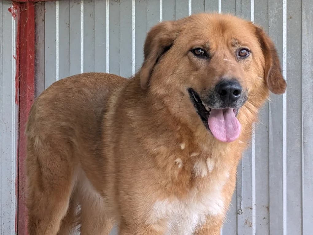 Snape, male 5yo Mixed Breed for adoption at Ein Herz für Streuner e.V., München
