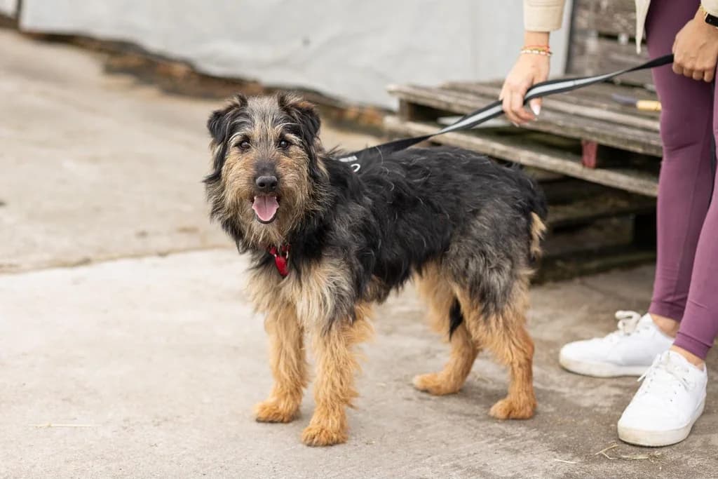 Sneezy, braun female young Mixed Breed for adoption at Ein Herz für Streuner e.V., München