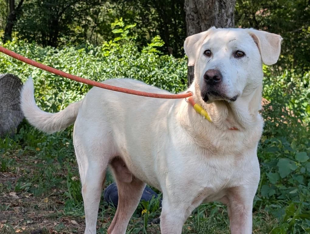 Snickers, male 5yo Mixed Breed for adoption at Ein Herz für Streuner e.V., München