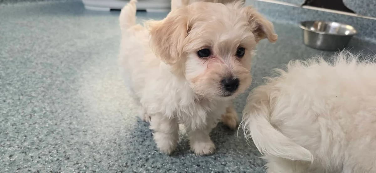 Sniffy, male puppy Mixed Breed for adoption at Ein Herz für Streuner e.V., München