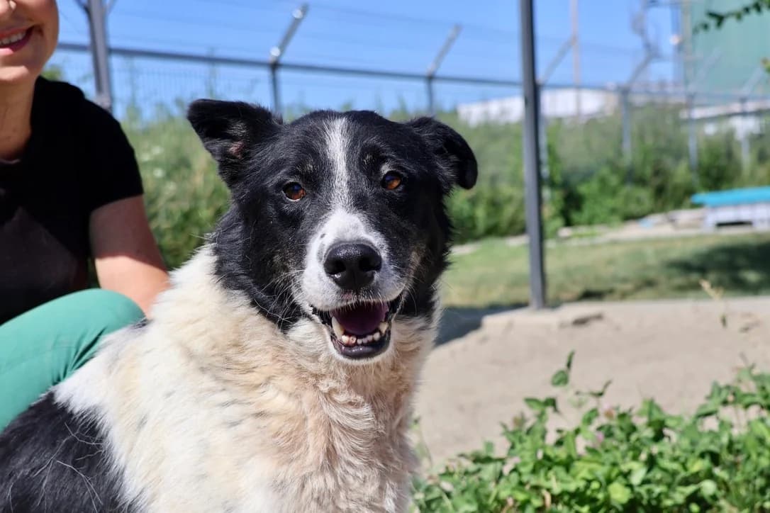 Snoopy, male 3yo Mixed Breed for adoption at Ein Herz für Streuner e.V., München