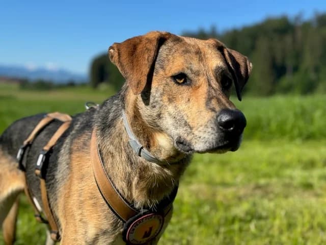 Snoopy, male 5yo Mixed Breed for adoption at Ein Herz für Streuner e.V., München