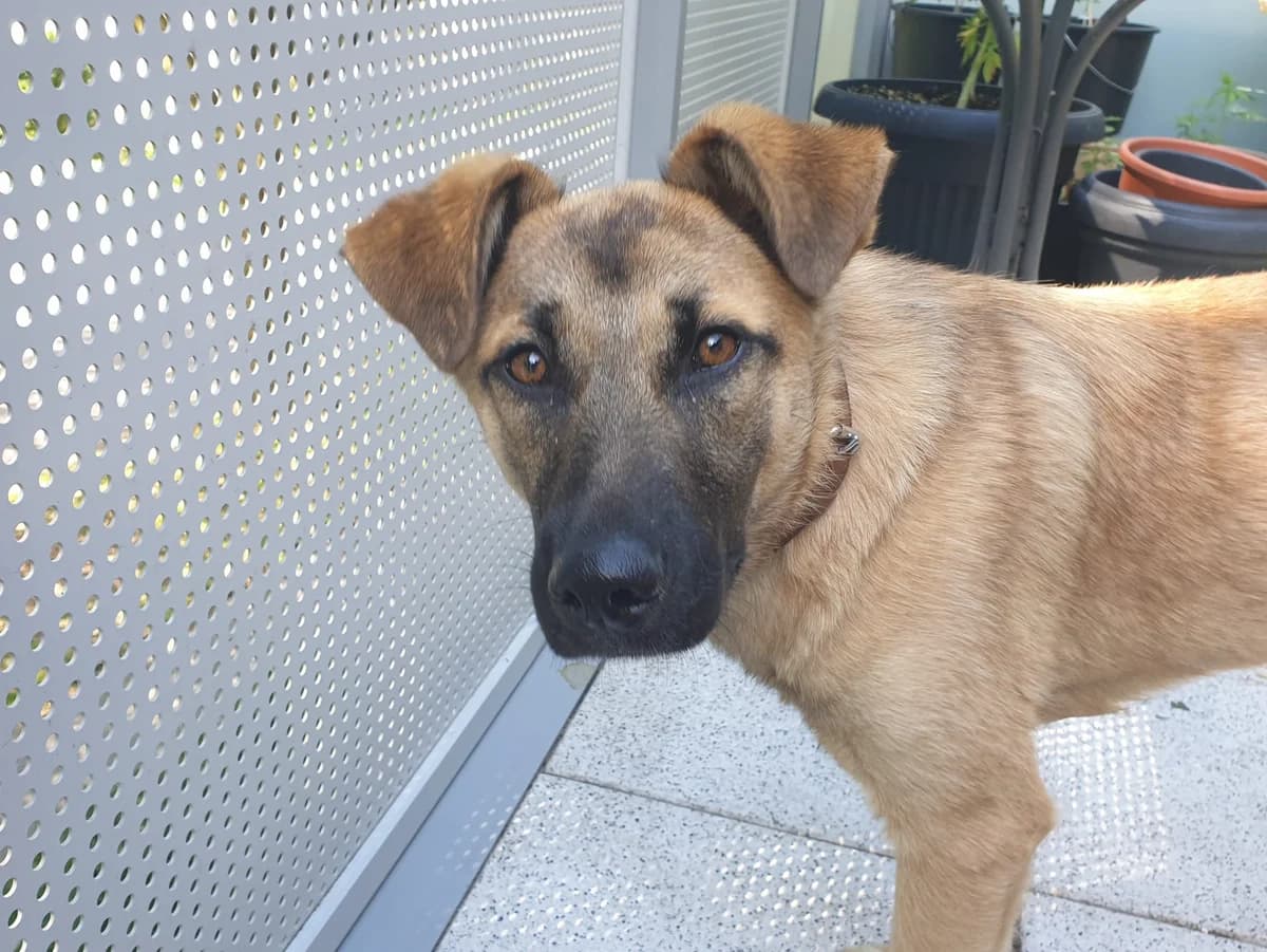Snoppi, male puppy Mixed Breed for adoption at Ein Herz für Streuner e.V., München