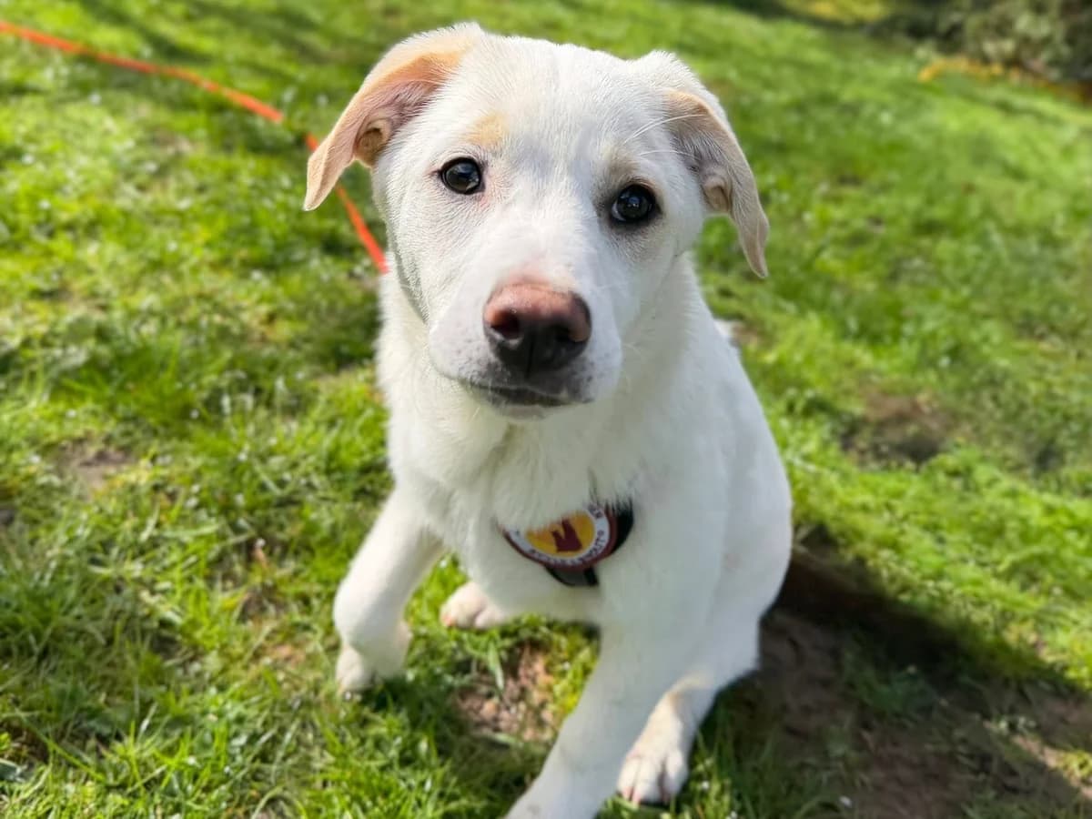Snorre, male puppy Mixed Breed for adoption at Ein Herz für Streuner e.V., München