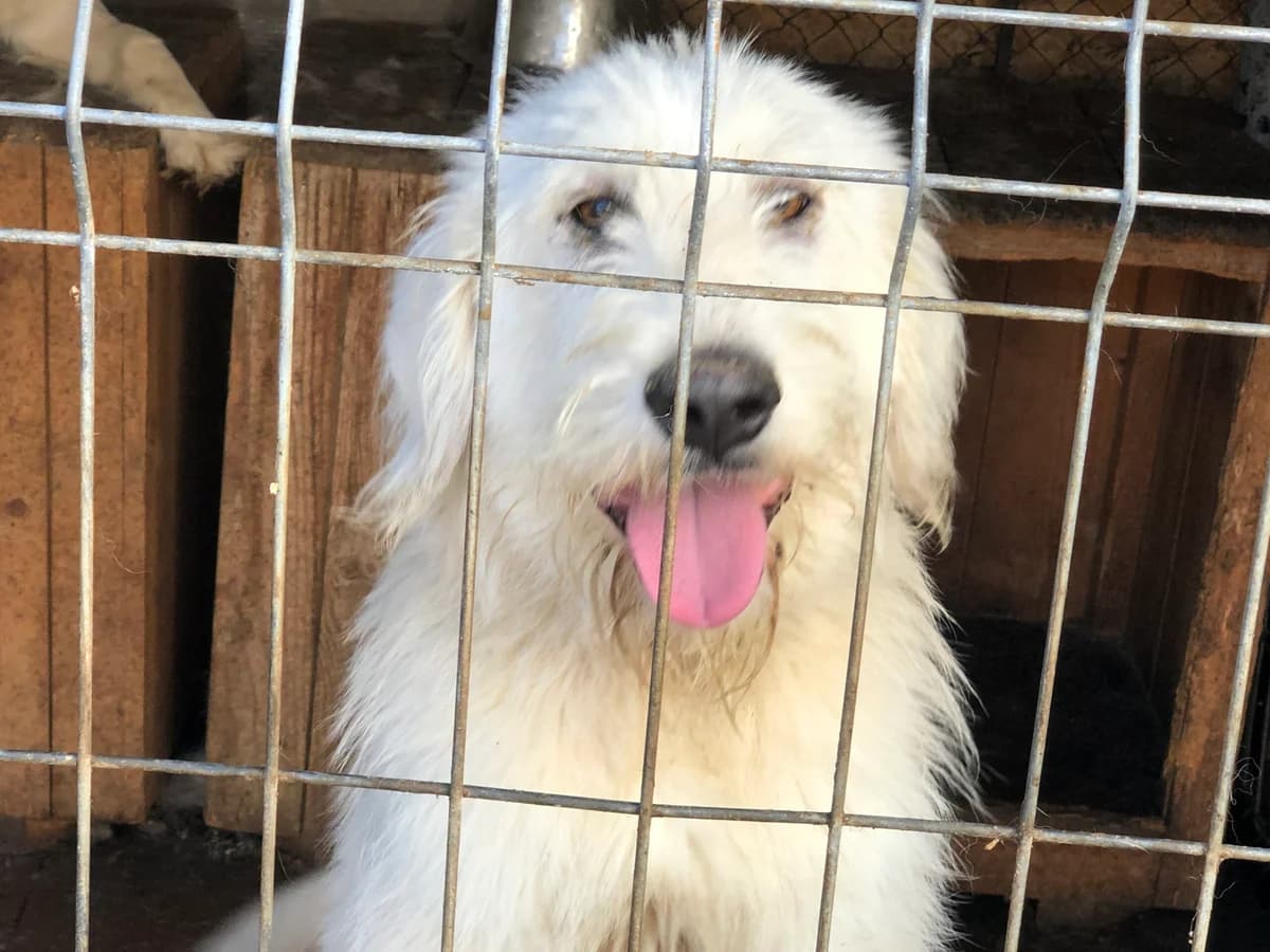 Snow, weiß male young Mixed Breed for adoption at Ein Herz für Streuner e.V., München