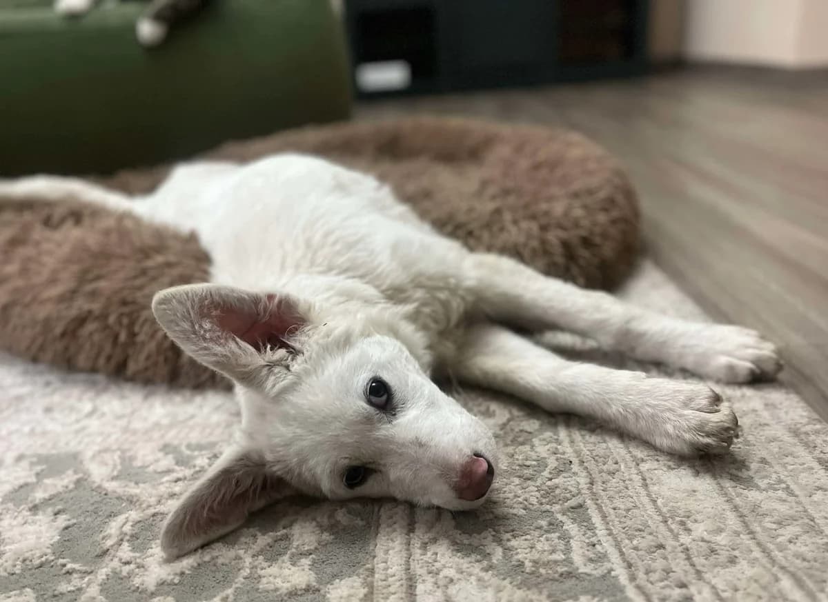 Snow, male puppy Mixed Breed for adoption at Ein Herz für Streuner e.V., München