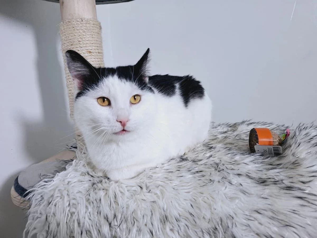 Snow, Mixed Breed for adoption at Ein Herz für Streuner e.V., München