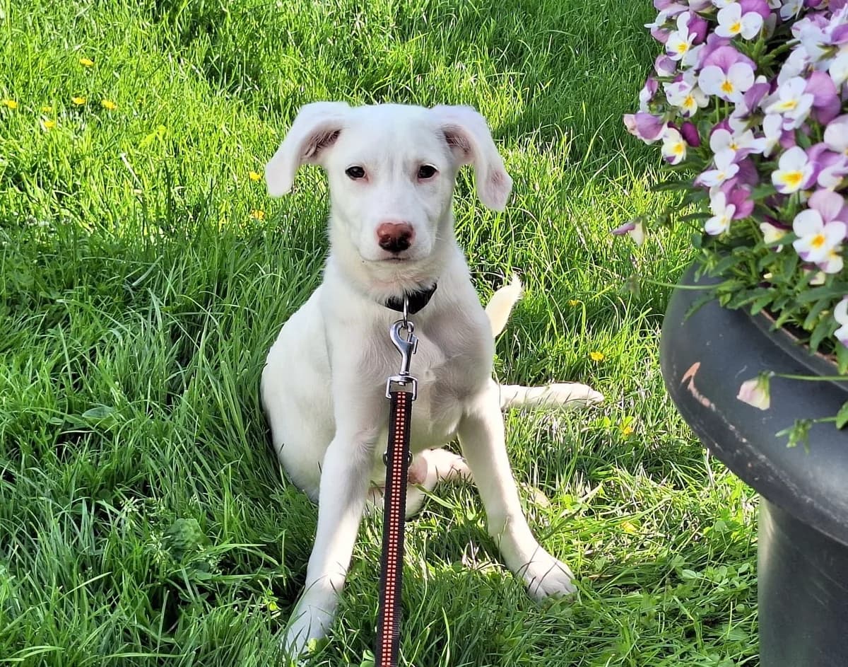 Snow, weiß male puppy Mixed Breed for adoption at Ein Herz für Streuner e.V., München