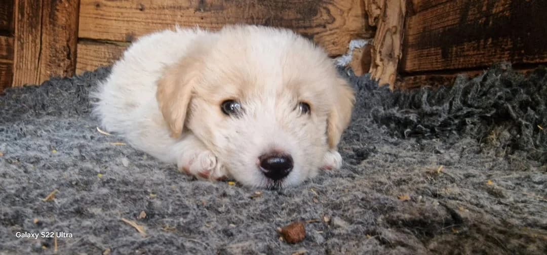 Snow, weiß female puppy Mixed Breed for adoption at Ein Herz für Streuner e.V., München