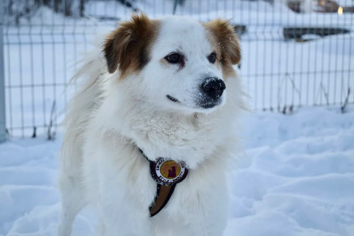 Snow, male 6yo Mixed Breed for adoption at Ein Herz für Streuner e.V., München