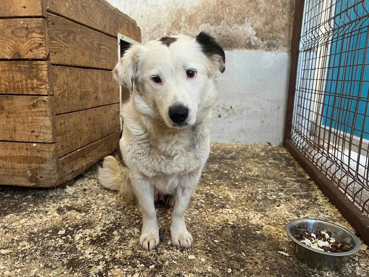 Snow White, weiß female 3yo Mixed Breed for adoption at Ein Herz für Streuner e.V., München
