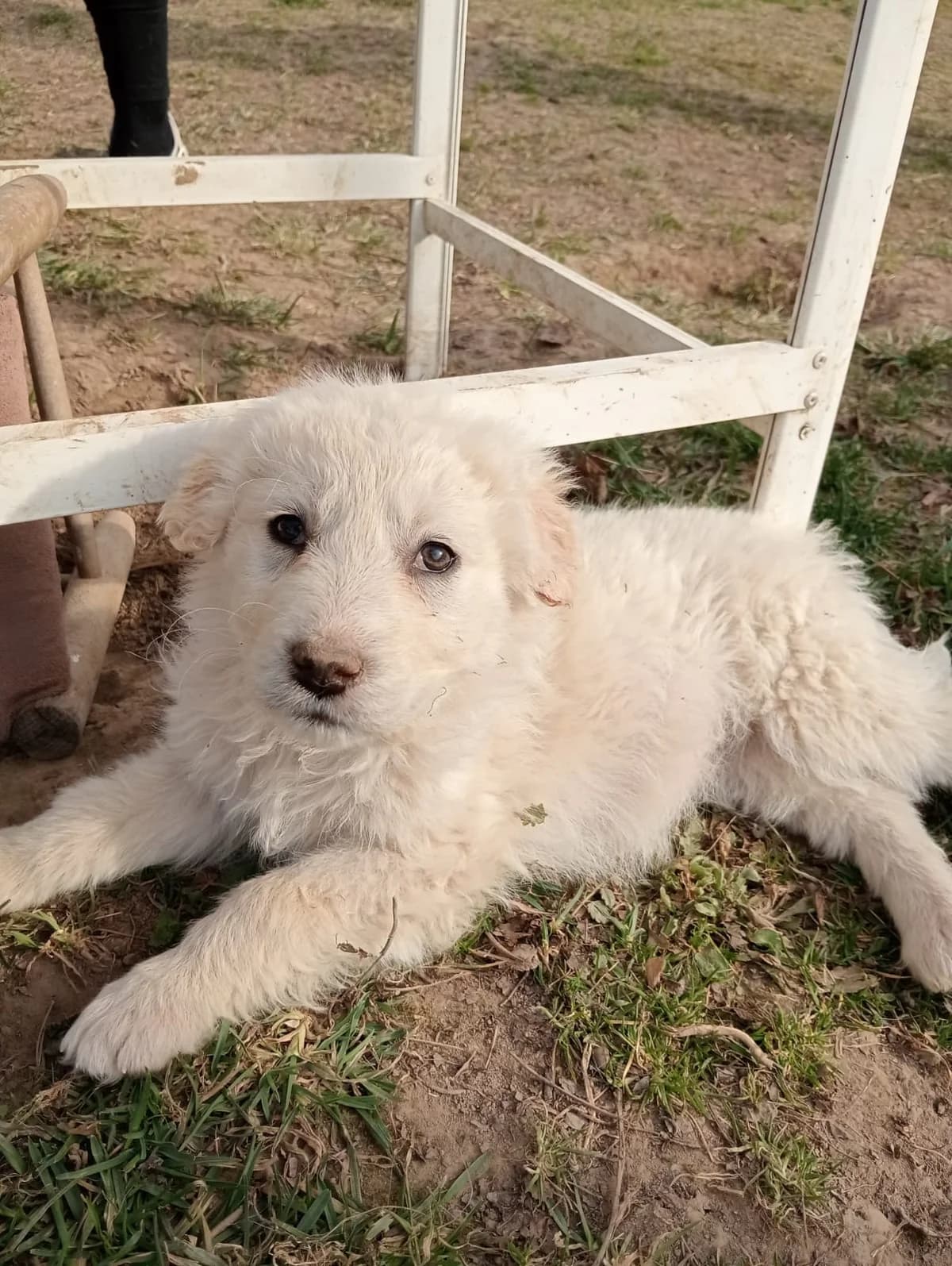 Snowboard, female puppy Mixed Breed for adoption at Ein Herz für Streuner e.V., München