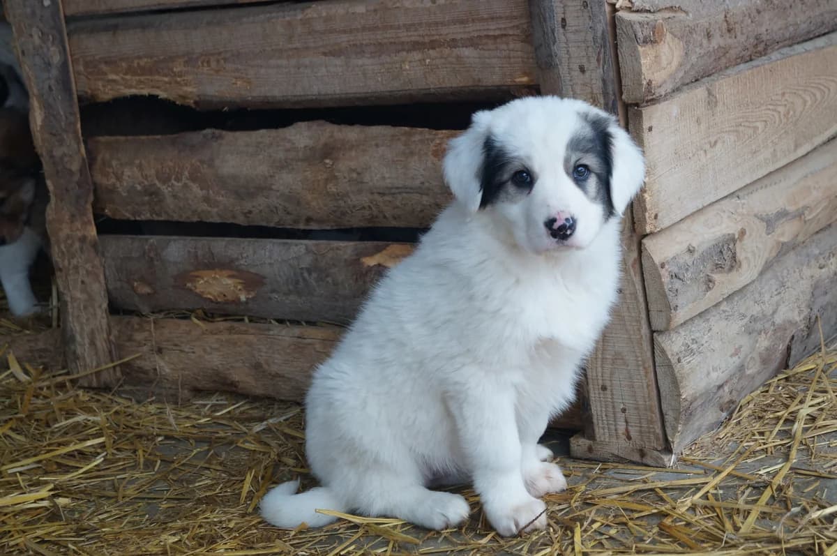 Snowflake, female puppy Mixed Breed for adoption at Ein Herz für Streuner e.V., München