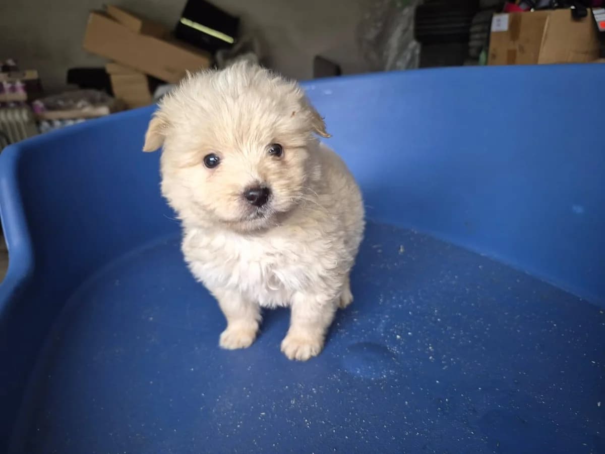 Snowflake, weiß female puppy Mixed Breed for adoption at Ein Herz für Streuner e.V., München