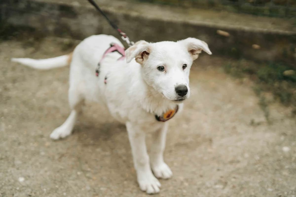 Snowie, weiß female puppy Mixed Breed for adoption at Ein Herz für Streuner e.V., München