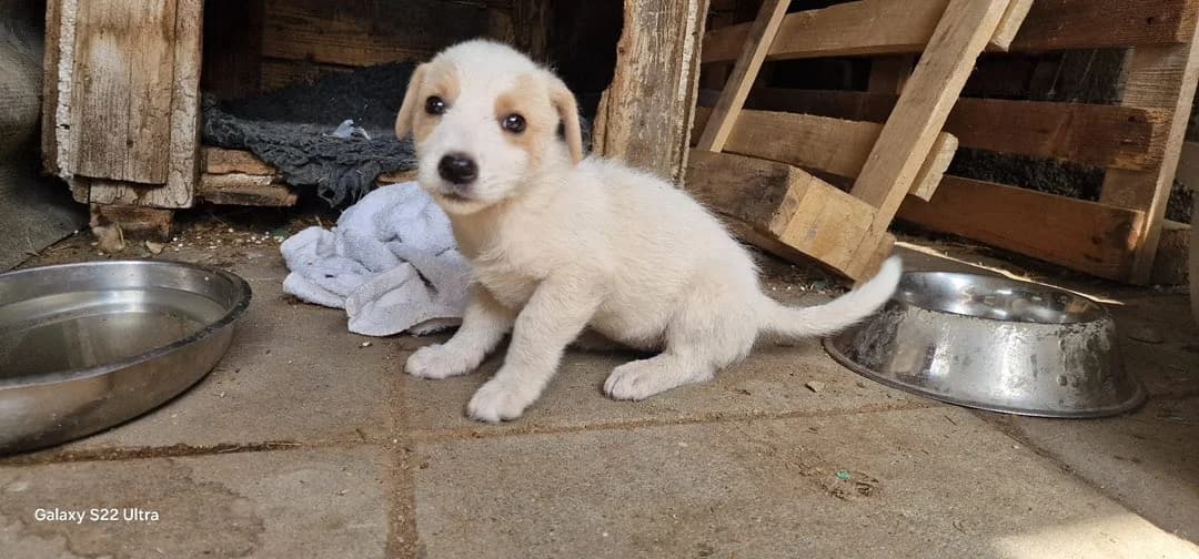 Snowwhite, weiß female puppy Mixed Breed for adoption at Ein Herz für Streuner e.V., München