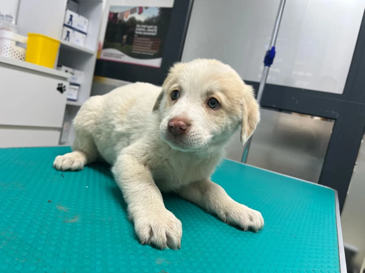 Snowy, female puppy Mixed Breed for adoption at Ein Herz für Streuner e.V., München