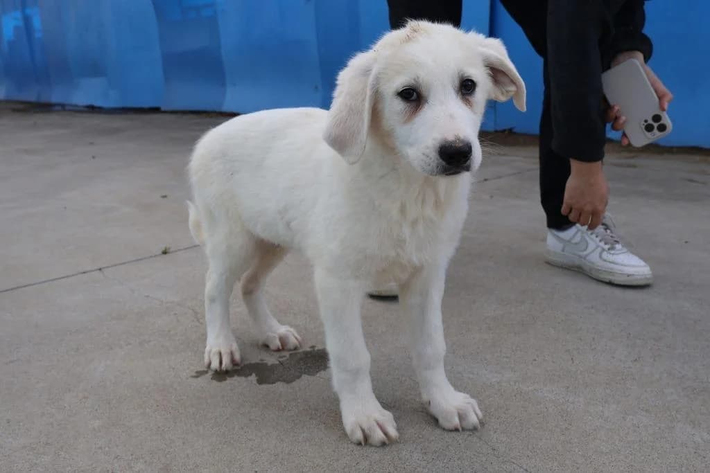 Snowy, weiß male puppy Mixed Breed for adoption at Ein Herz für Streuner e.V., München