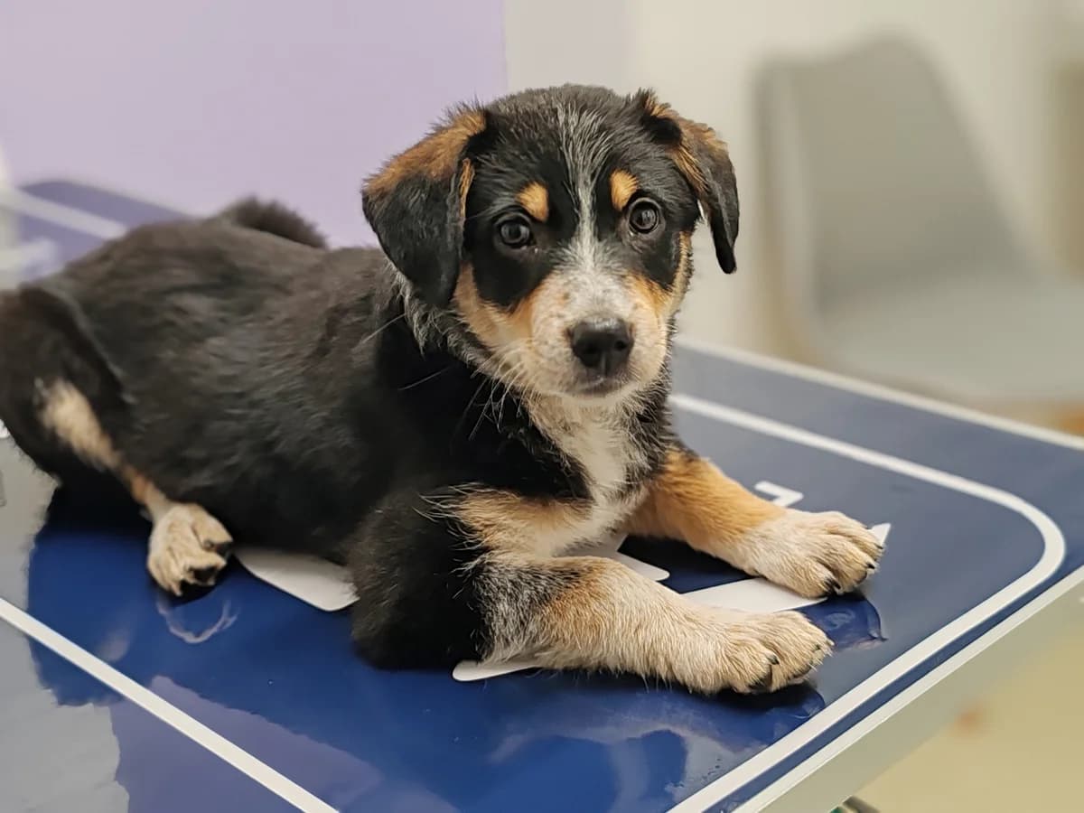 Snuggels, female puppy Mixed Breed for adoption at Ein Herz für Streuner e.V., München