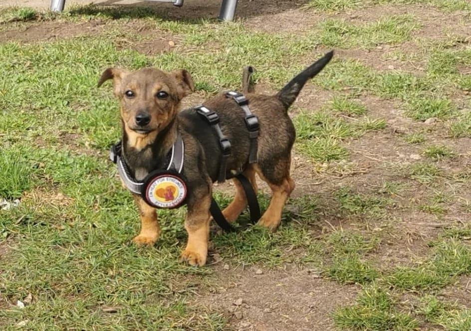 Soe, female puppy Mixed Breed for adoption at Ein Herz für Streuner e.V., München