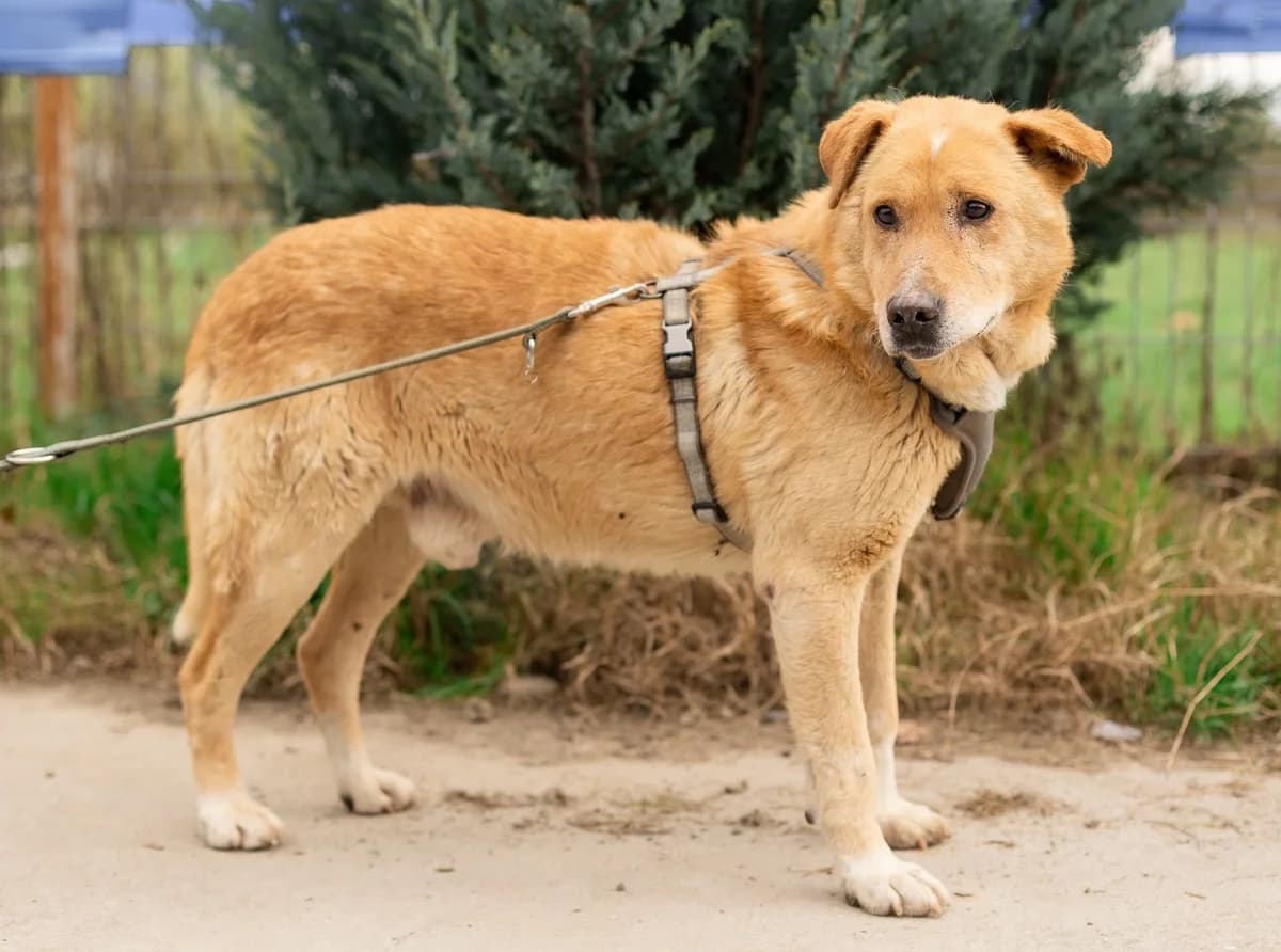 SÖCkchen, male senior Mixed Breed for adoption at Ein Herz für Streuner e.V., München