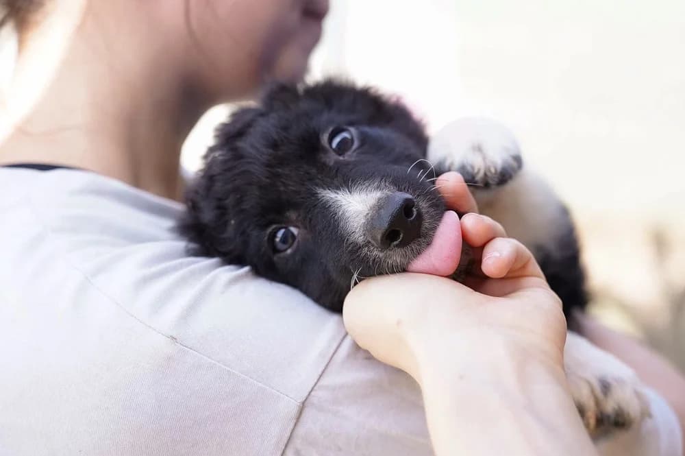 SÖCkchen, weiß male puppy Mixed Breed for adoption at Ein Herz für Streuner e.V., München