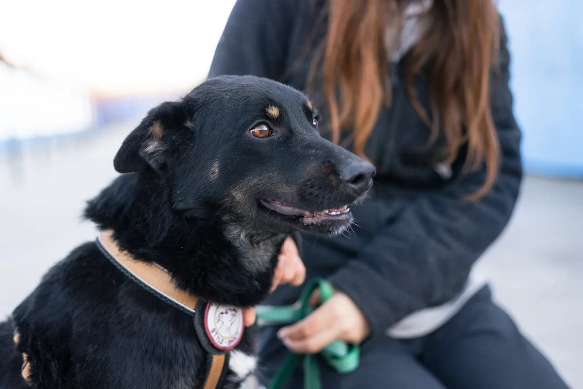Sofia, weiß female 5yo Mixed Breed for adoption at Ein Herz für Streuner e.V., München