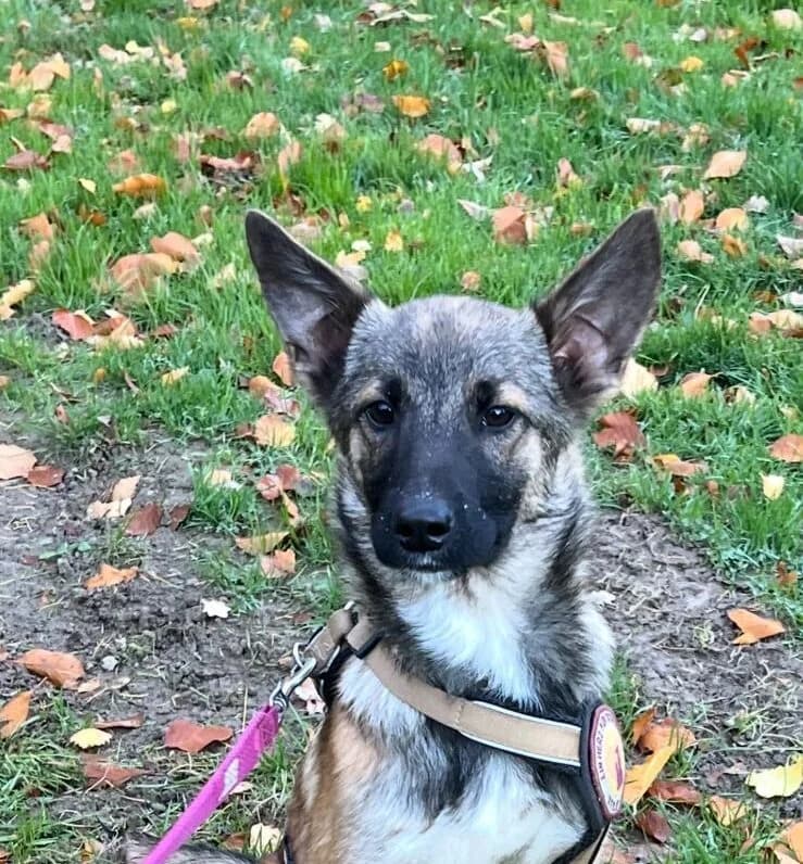 Sofie, female puppy Mixed Breed for adoption at Ein Herz für Streuner e.V., München