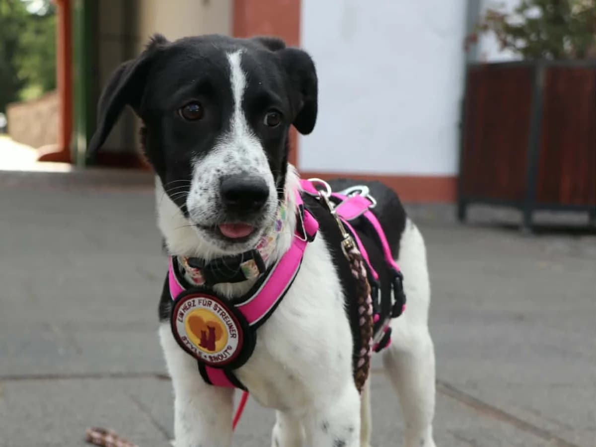 Sofie, schwarz female puppy Mixed Breed for adoption at Ein Herz für Streuner e.V., München