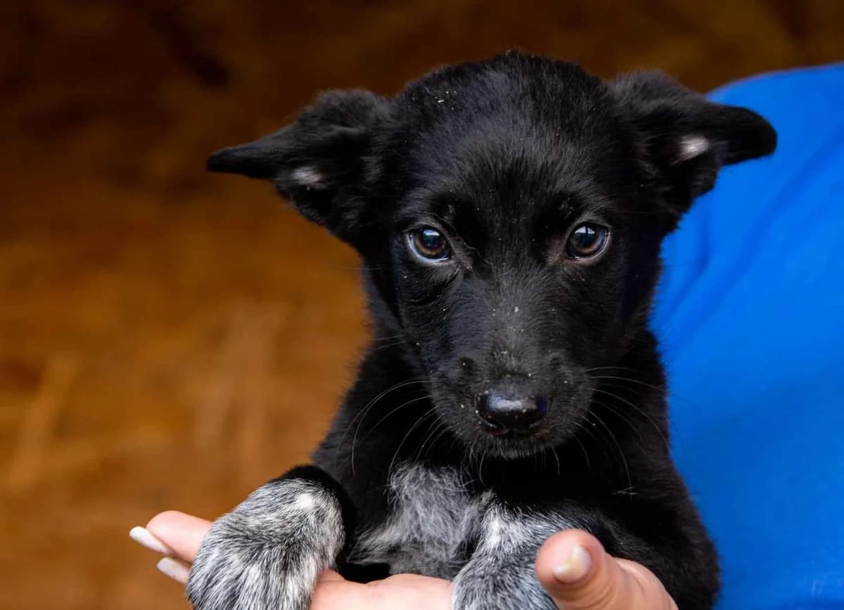Sokje, grau female puppy Mixed Breed for adoption at Ein Herz für Streuner e.V., München