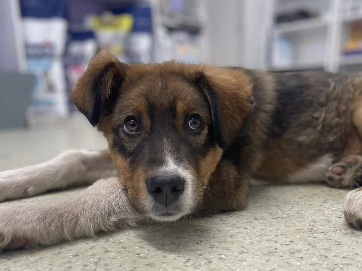 Sokki, male puppy Mixed Breed for adoption at Ein Herz für Streuner e.V., München