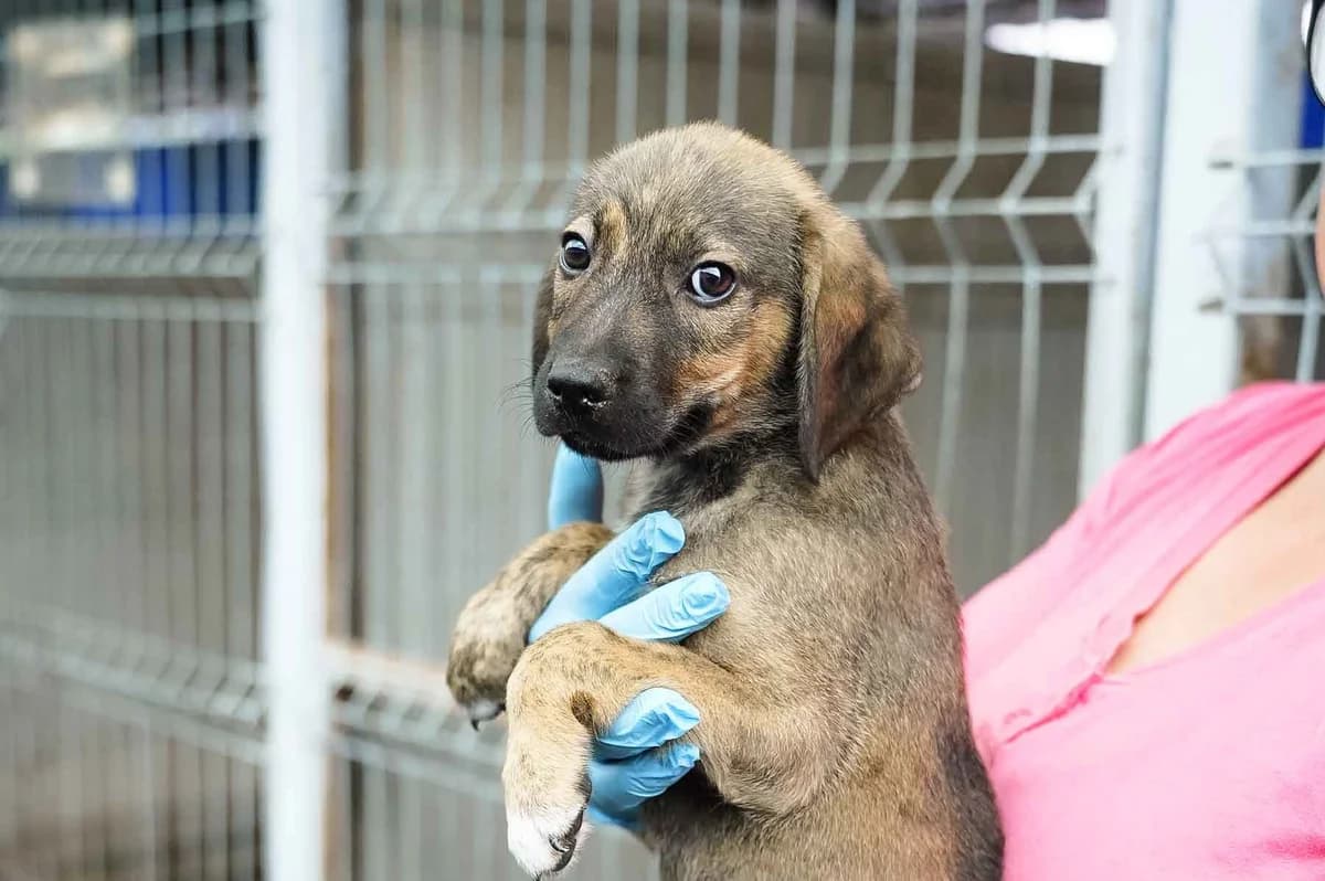 Sol, braun male puppy Mixed Breed for adoption at Ein Herz für Streuner e.V., München