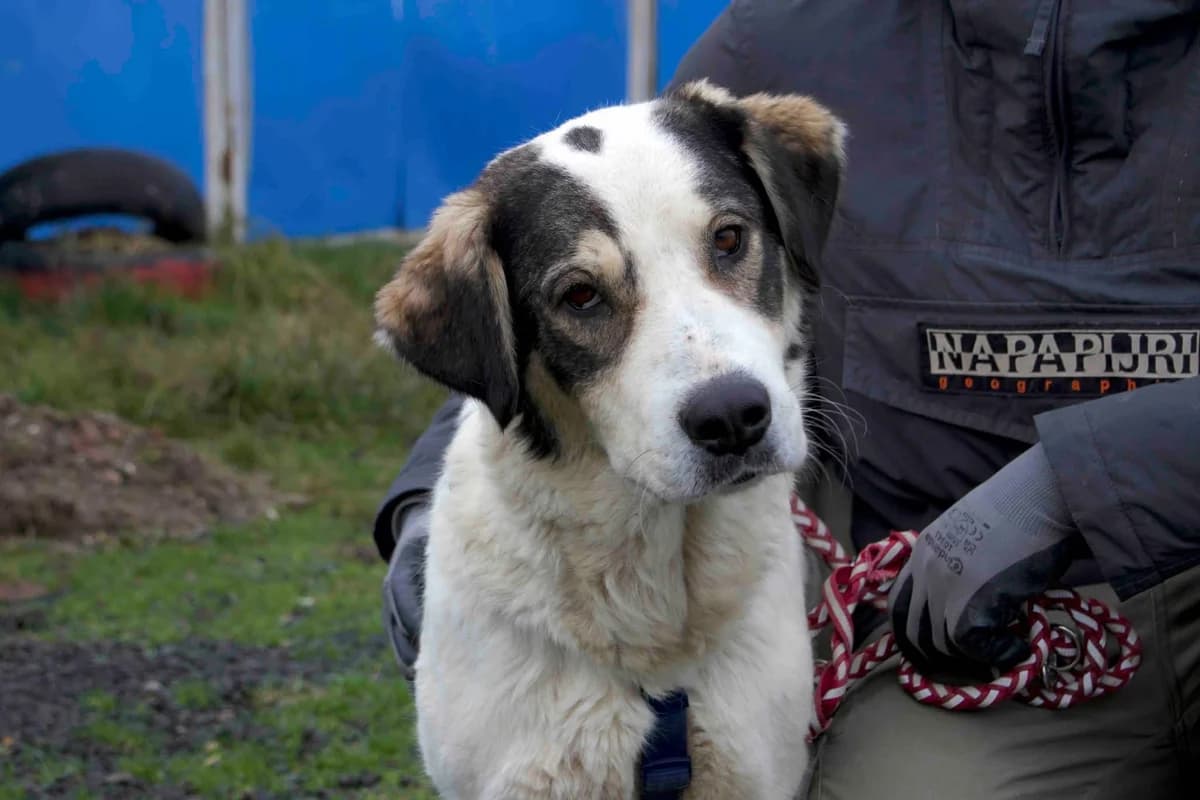 Solana, weiß female 3yo Mixed Breed for adoption at Ein Herz für Streuner e.V., München