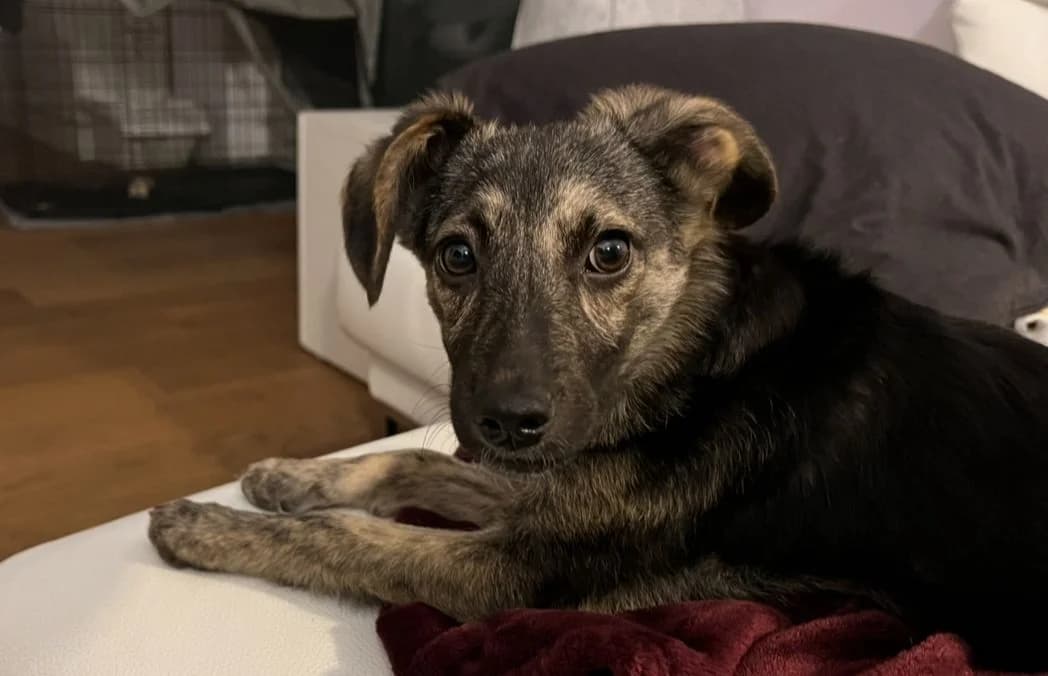 Solea, schwarz female puppy Mixed Breed for adoption at Ein Herz für Streuner e.V., München