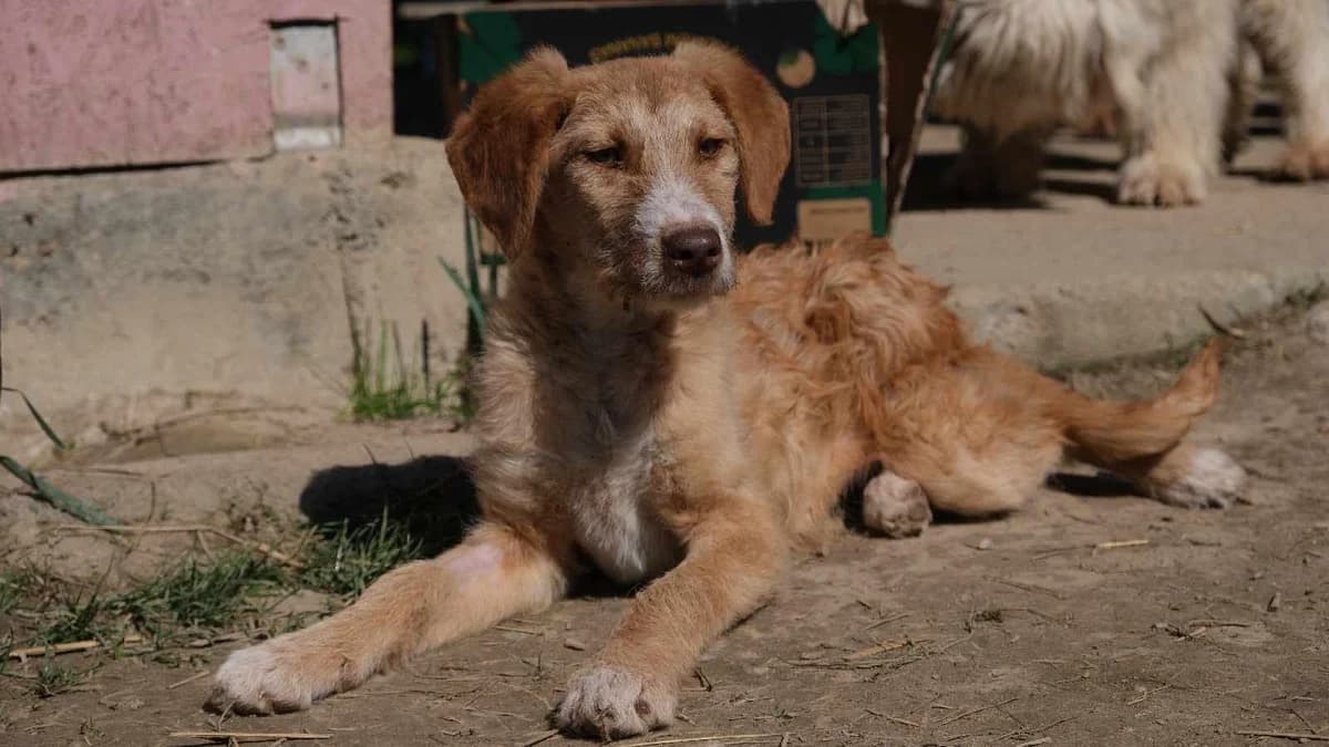 Solei, female puppy Mixed Breed for adoption at Ein Herz für Streuner e.V., München