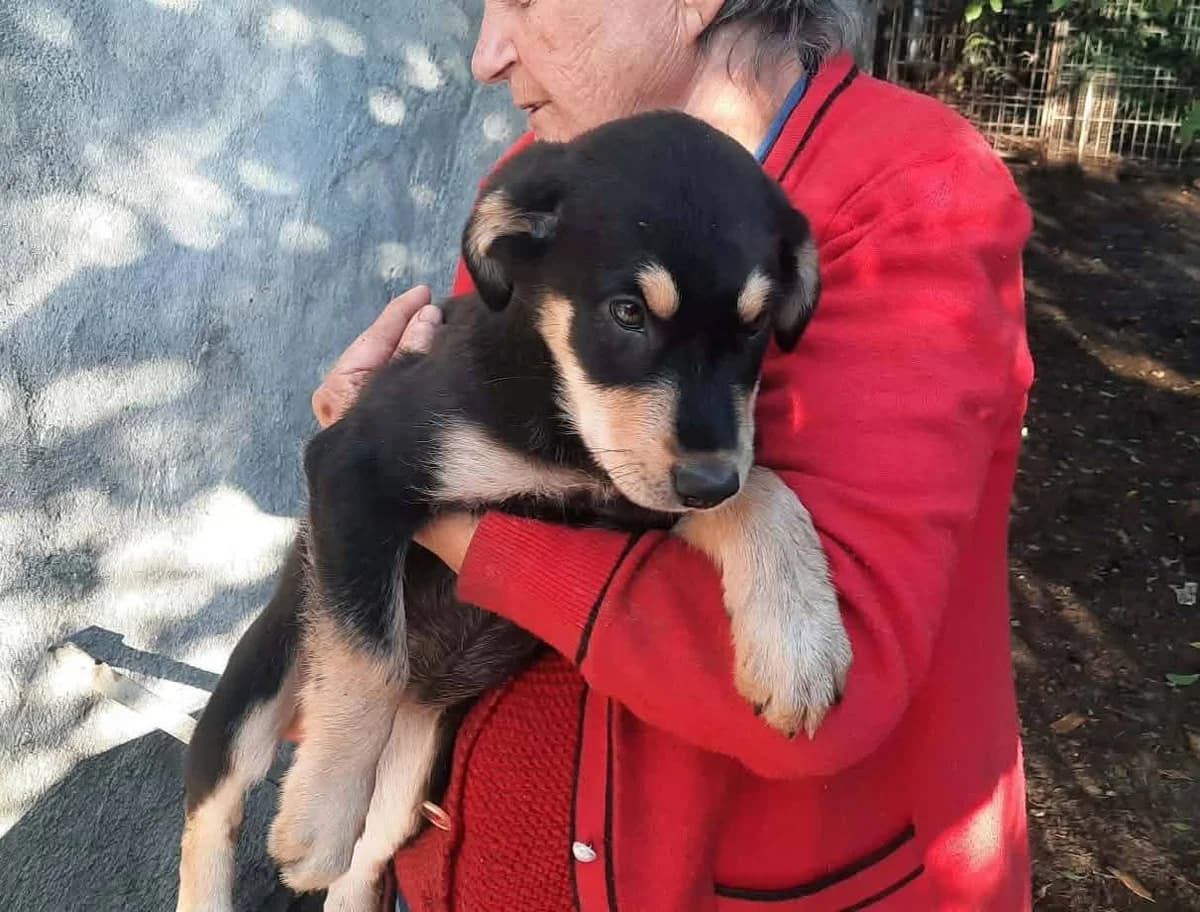 Solenya, female puppy Mixed Breed for adoption at Ein Herz für Streuner e.V., München