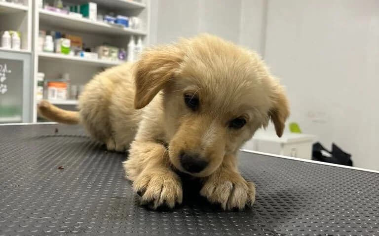Soley, female puppy Mixed Breed for adoption at Ein Herz für Streuner e.V., München