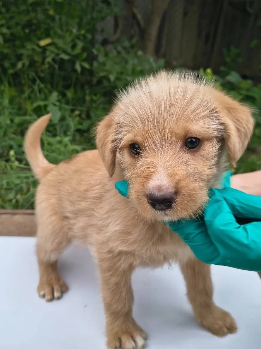 Soli, female puppy Mixed Breed for adoption at Ein Herz für Streuner e.V., München