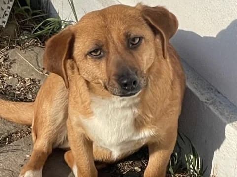 Solia, weiß female young Mixed Breed for adoption at Ein Herz für Streuner e.V., München