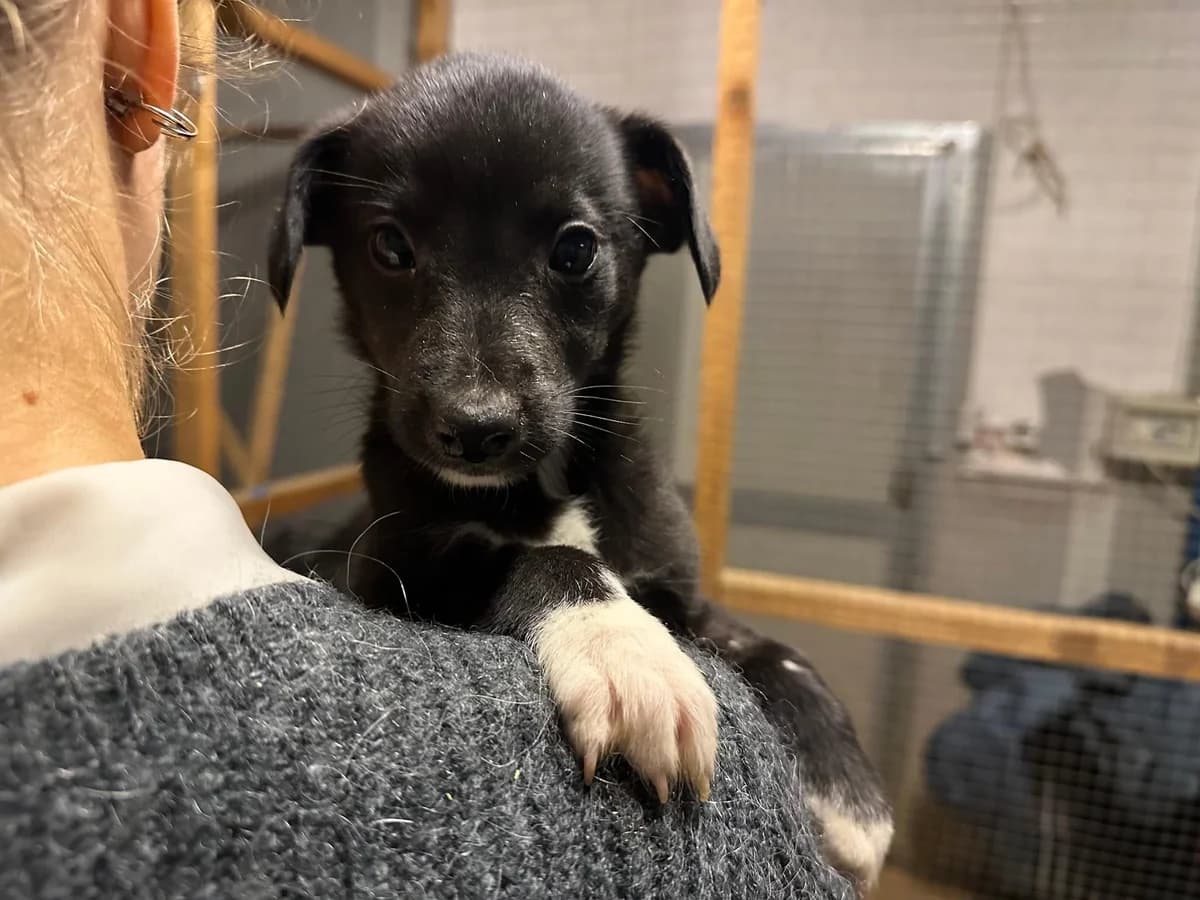 Solo, weiß male puppy Mixed Breed for adoption at Ein Herz für Streuner e.V., München