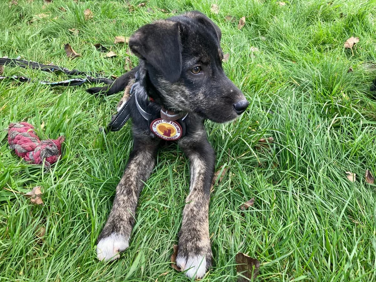 Sombra, weiß female puppy Mixed Breed for adoption at Ein Herz für Streuner e.V., München
