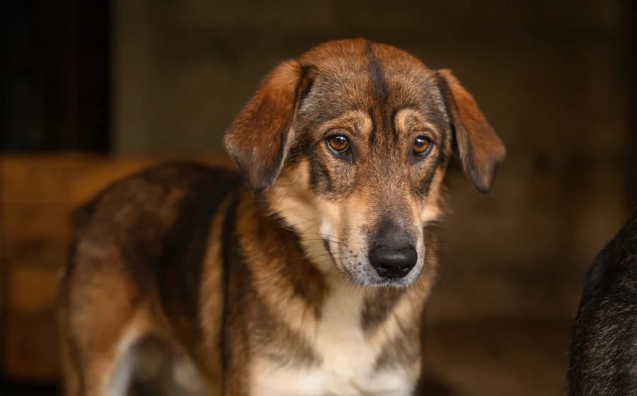 Sonas, male 5yo Mixed Breed for adoption at Ein Herz für Streuner e.V., München