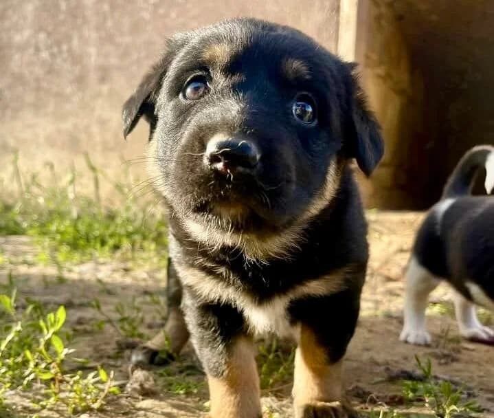 Sonja, female puppy Mixed Breed for adoption at Ein Herz für Streuner e.V., München